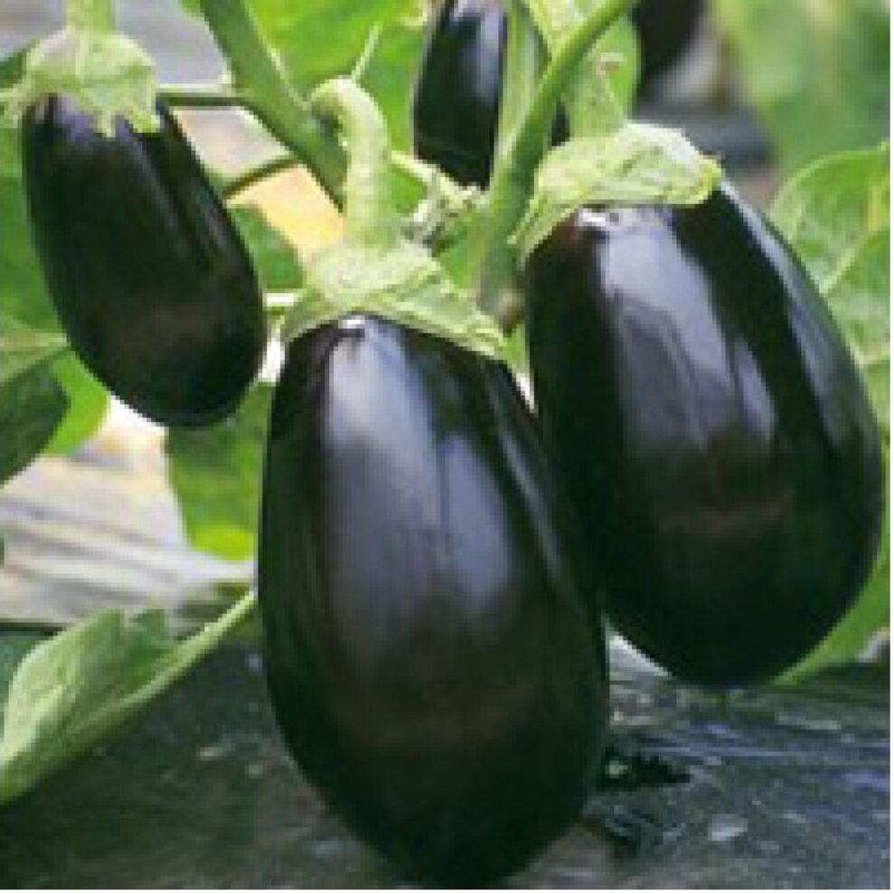 Melanzana ovale nera