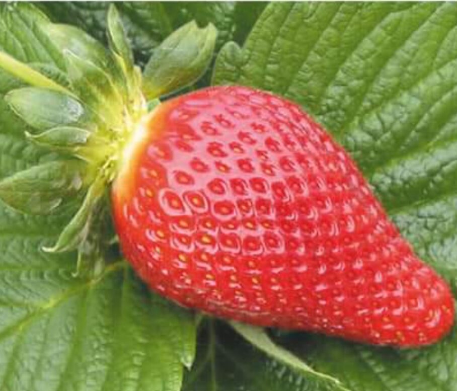 Fragola rifiorente
