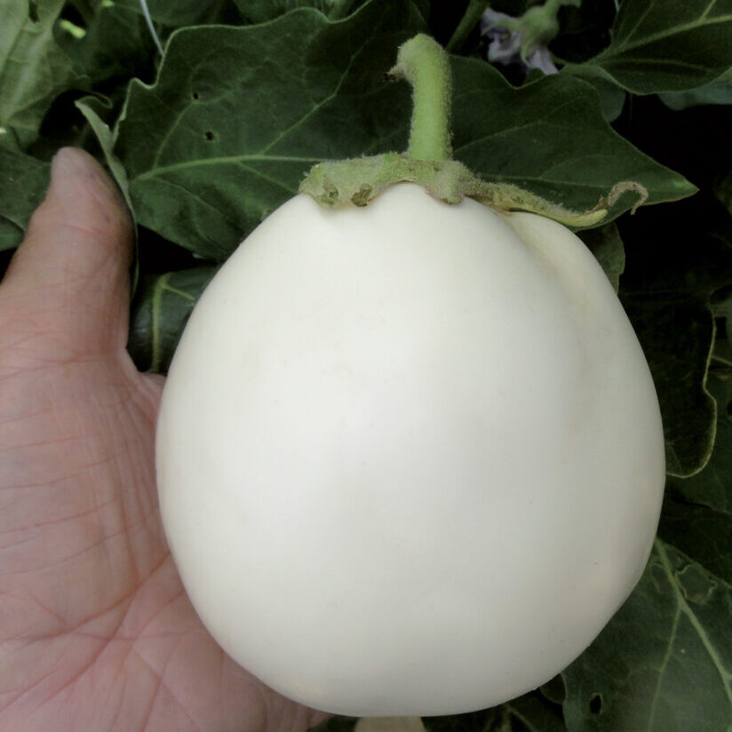 Melanzana tonda bianca