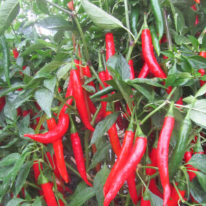 Cayenne