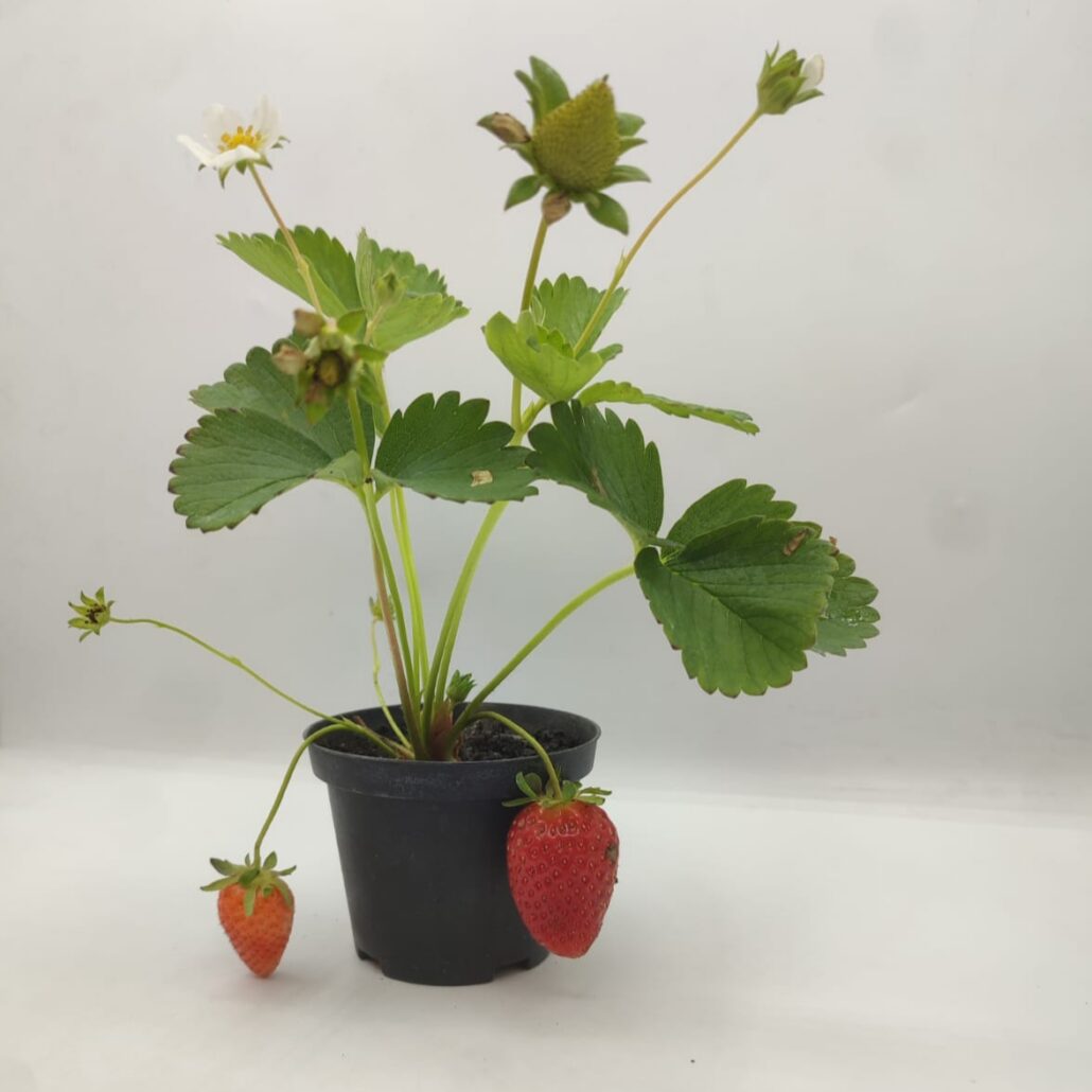 Fragola rifiorente - immagine 3