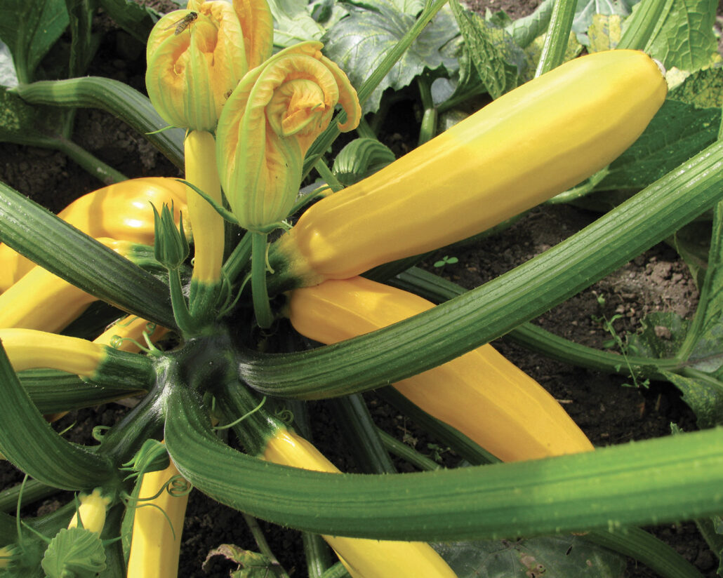 Zucchino giallo