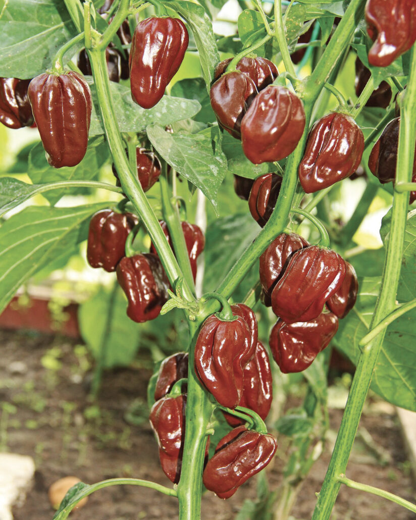 Peperoncino piccante "Habanero chocolate"