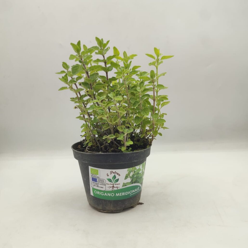 Origano meridionale - immagine 2