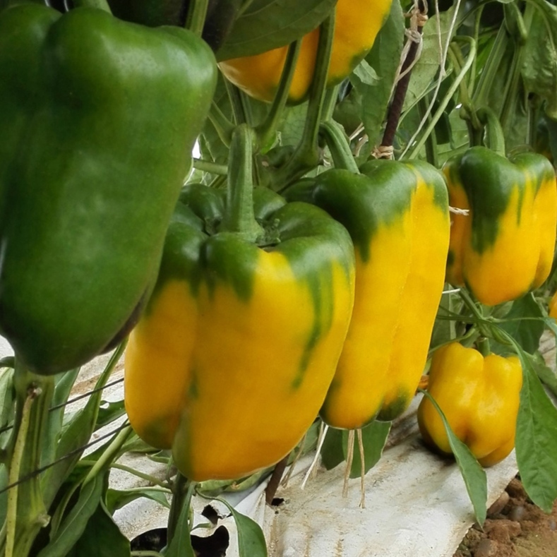 Peperone giallo