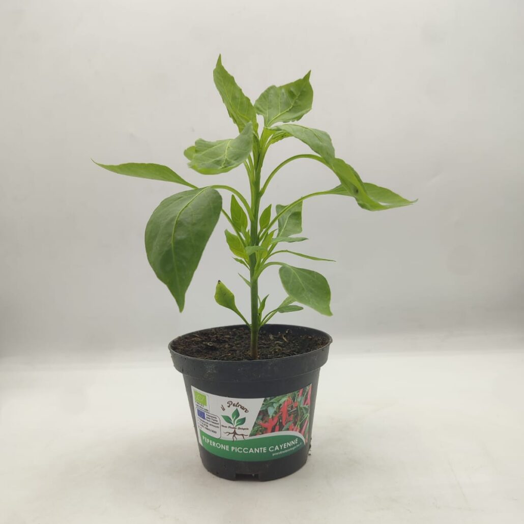 Peperone piccante Cayenne - immagine 2
