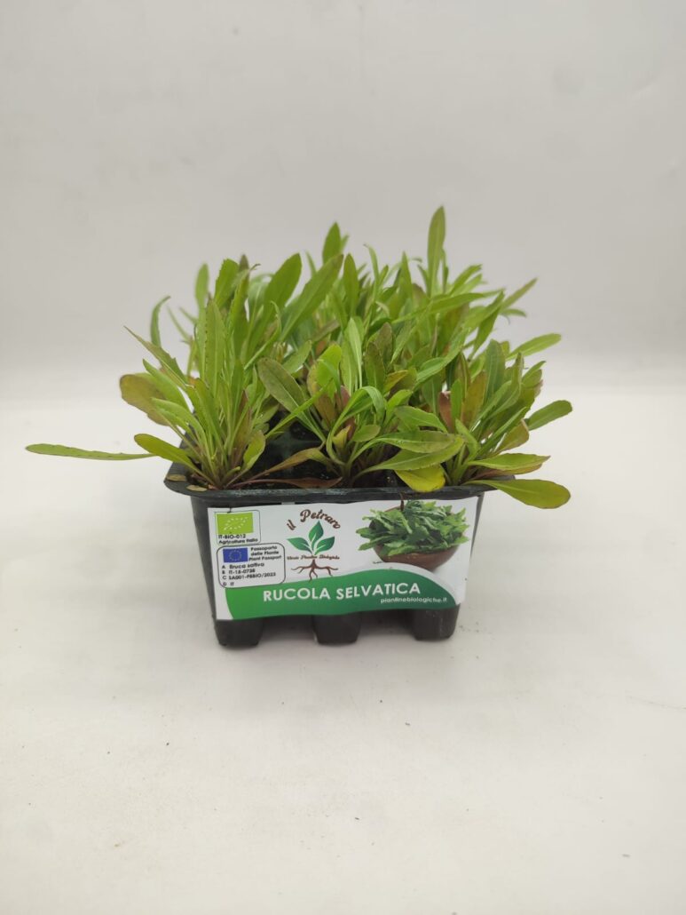 Rucola selvatica - immagine 2
