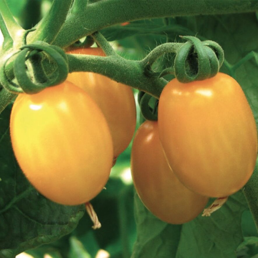 Datterino giallo