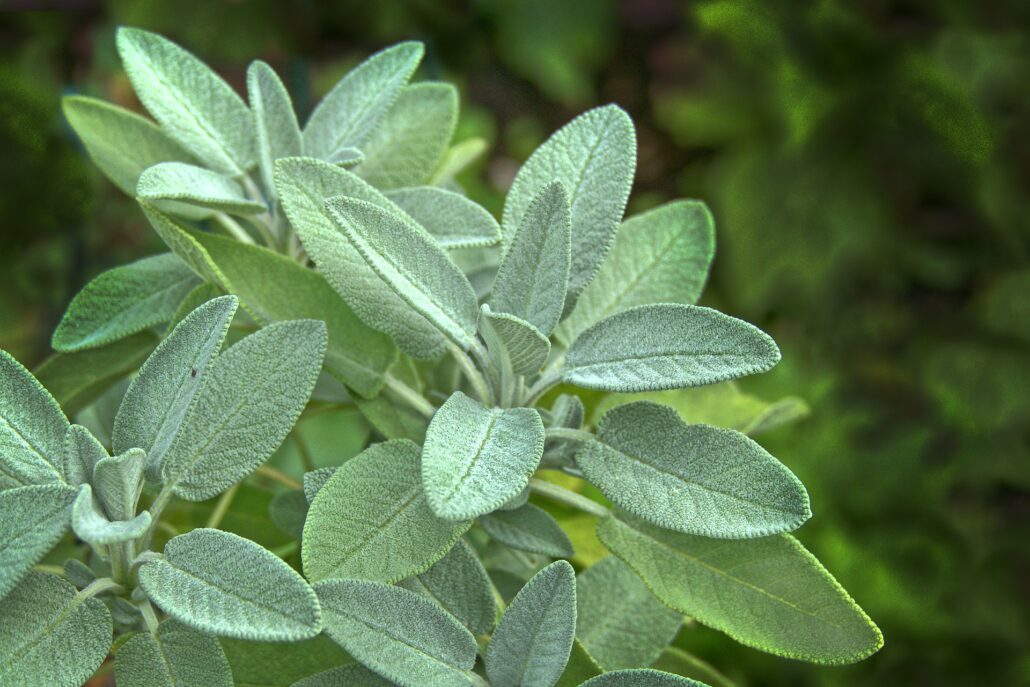 Salvia comune