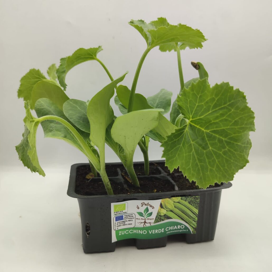 Zucchino verde chiaro - immagine 2