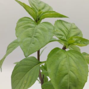 Basilico cannella