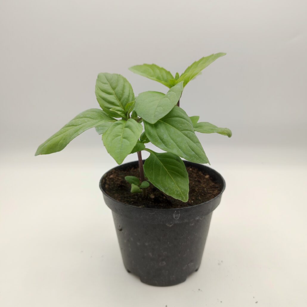Basilico biologico "cannella" - immagine 2