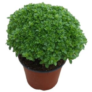 basilico greco
