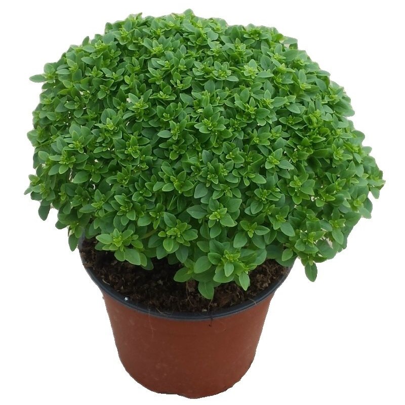 basilico greco