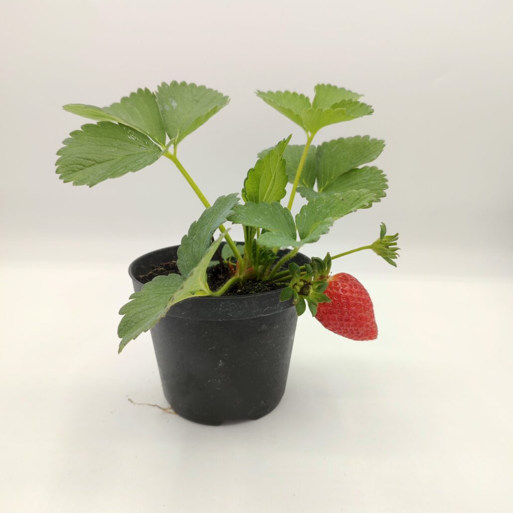 Fragola rifiorente - immagine 2