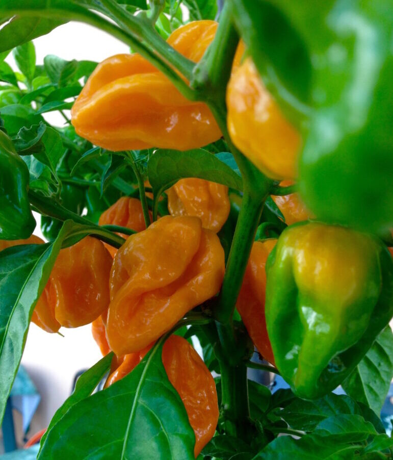 Peperoncino piccante "Habanero orange"