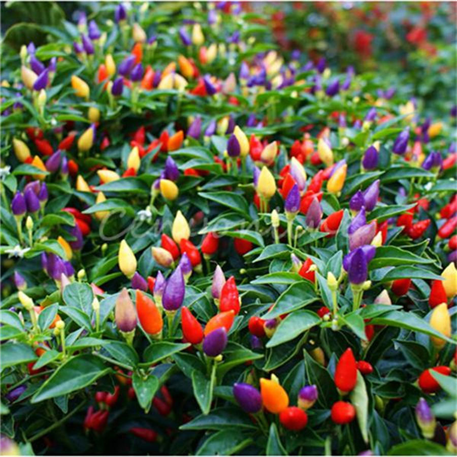 Peperoncino piccante "Multicolor"