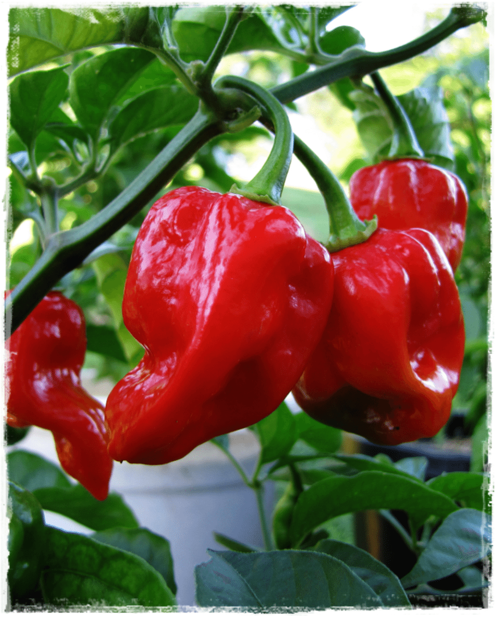 Peperoncino piccante "Naga morich"
