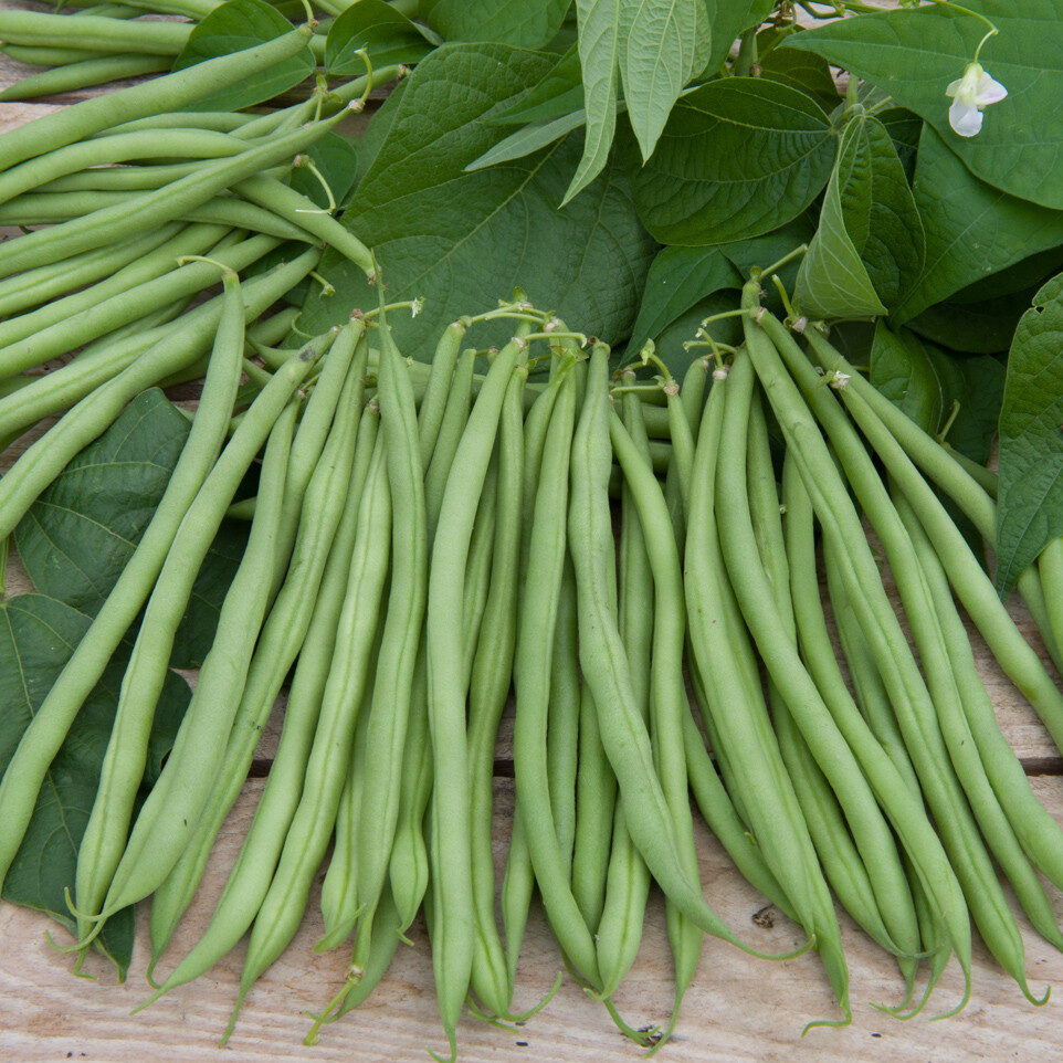 Fagiolo nano verde