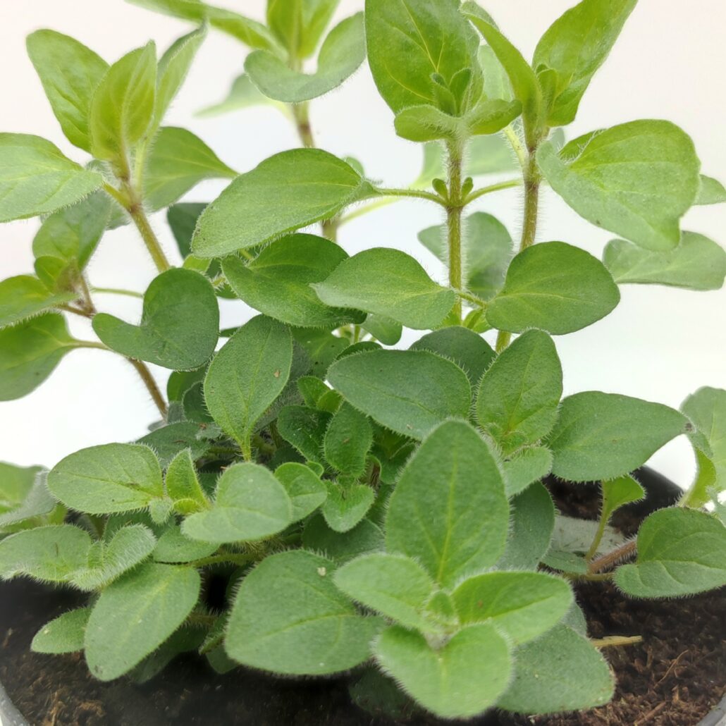 Origano meridionale