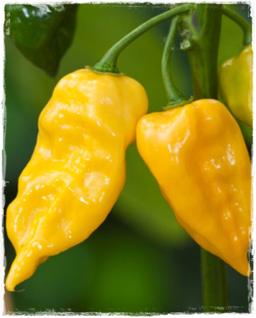 Peperoncino piccante "Habanero giallo"