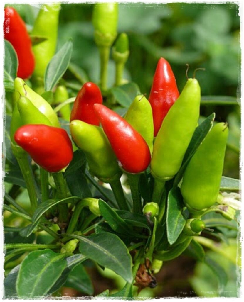 Peperoncino a mazzetti
