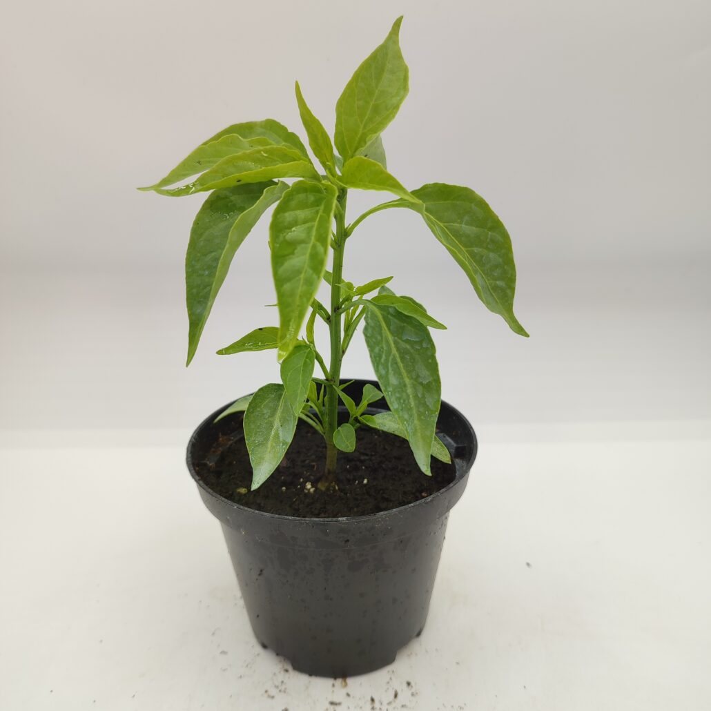 peperone lungo di Cayenne