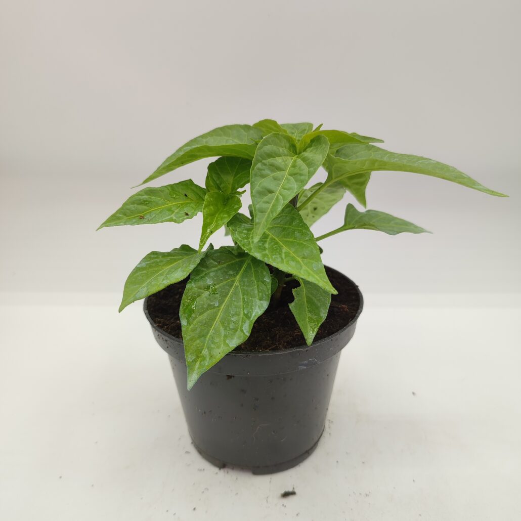 Peperoncino piccante "Naga morich" - immagine 2