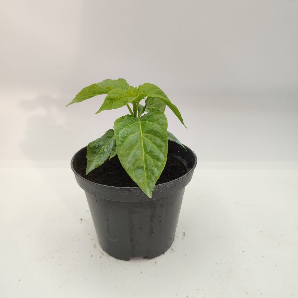 Peperoncino piccante "Habanero chocolate" - immagine 2