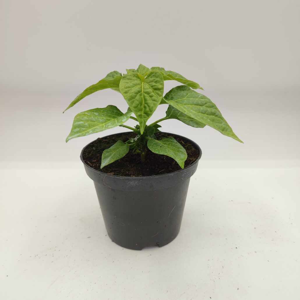 Peperoncino piccante "Habanero orange" - immagine 2