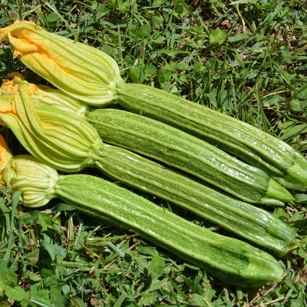 Zucchino verde chiaro
