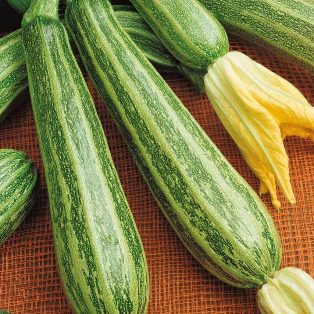 Zucchino striato