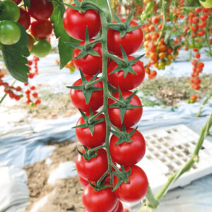 pomodorino ciliegino rosso Kerasino