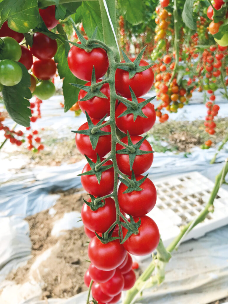 pomodorino ciliegino rosso Kerasino
