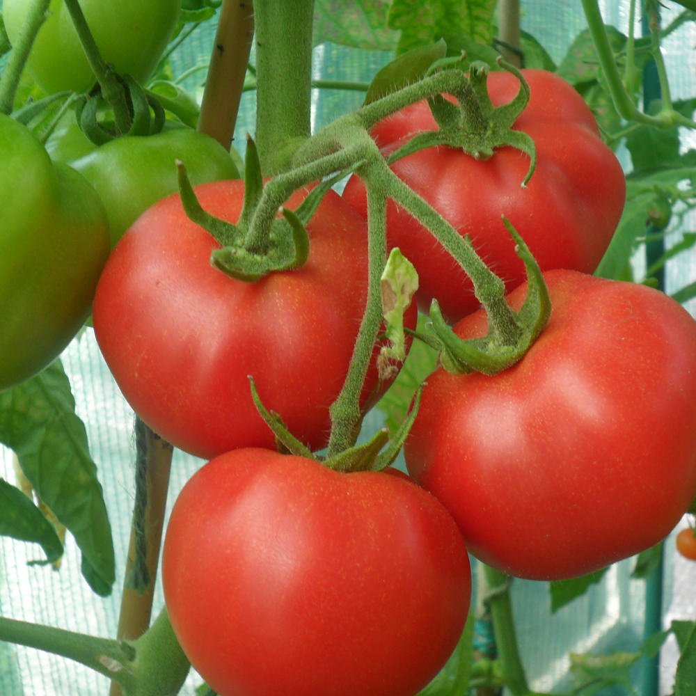 Pomodoro cuor di bue Ambra