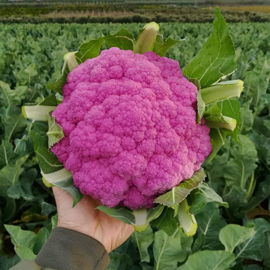 Cavolfiore Fiordiviola