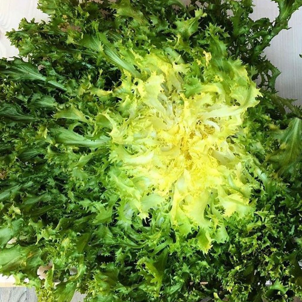 Invidia riccia