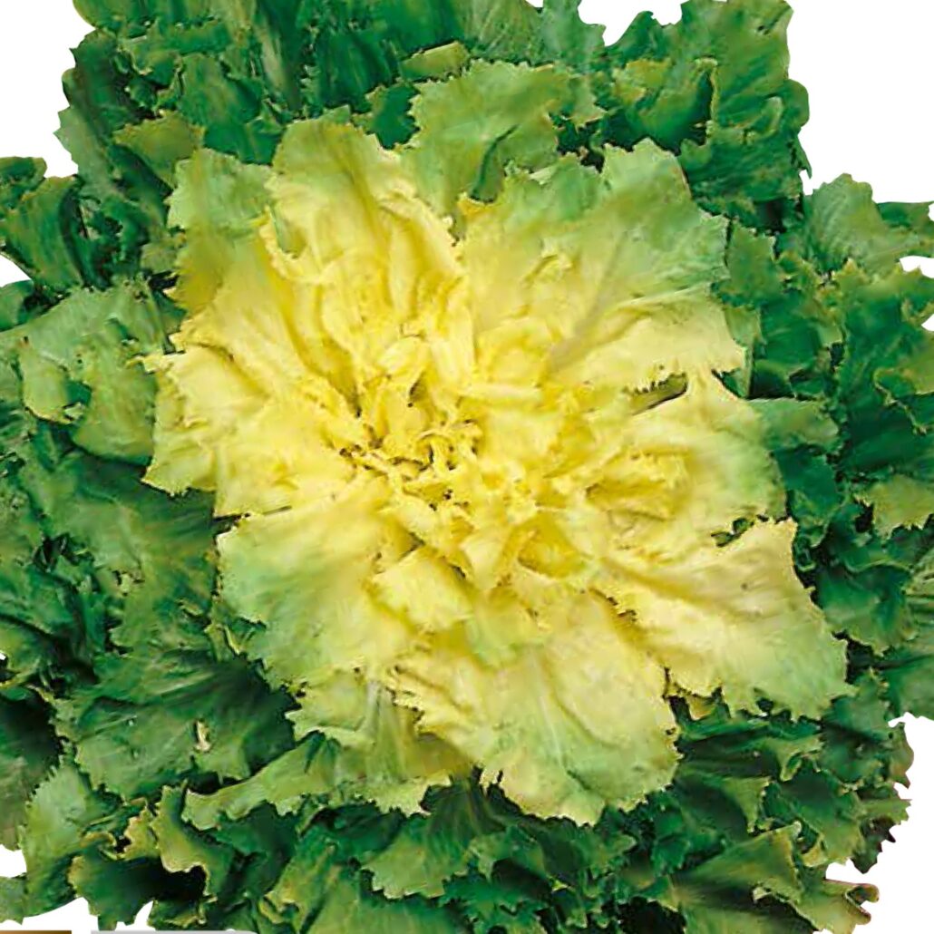 Scarola liscia