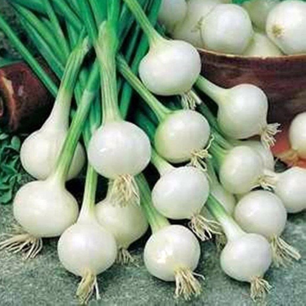 Cipolla bianca