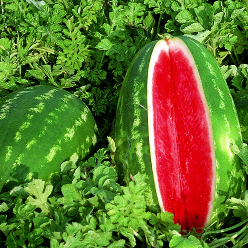 Anguria Crimson sweet - immagine 3