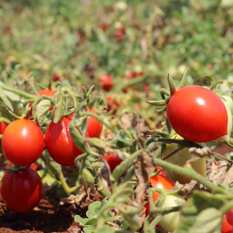 Pomodoro fiaschetto determinato - immagine 2