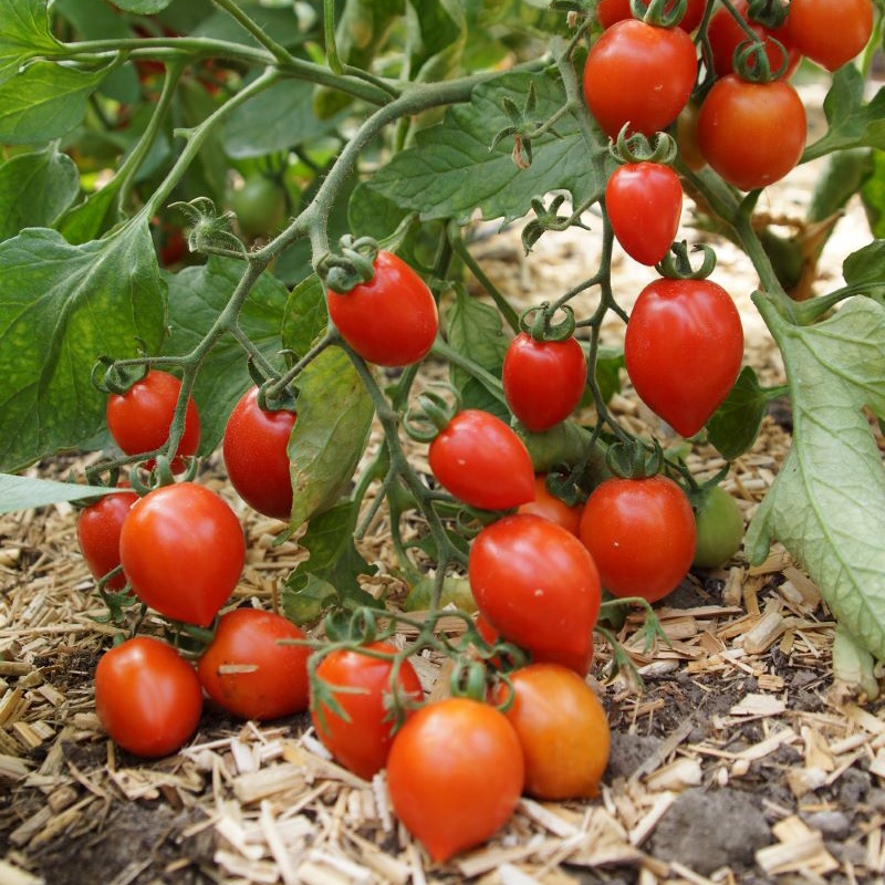 Pomodoro fiaschetto determinato - immagine 3