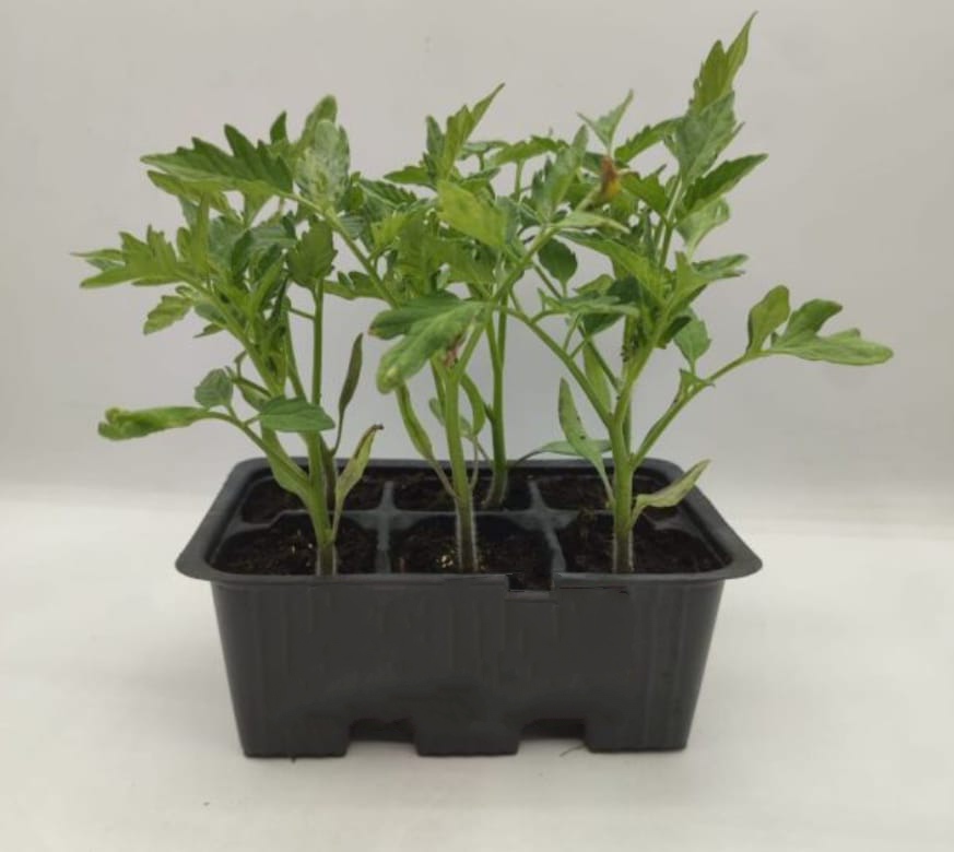 Pomodorino mini-plum-marzano determinato - immagine 2